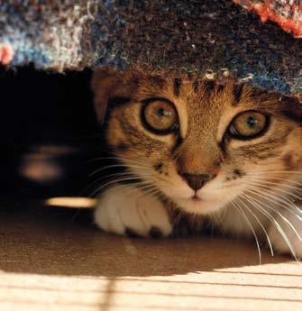 All cats with FIV should be neutered, as this removes the stress caused by coming on heat and reduces the desire to roam and act aggressively towards other cats.