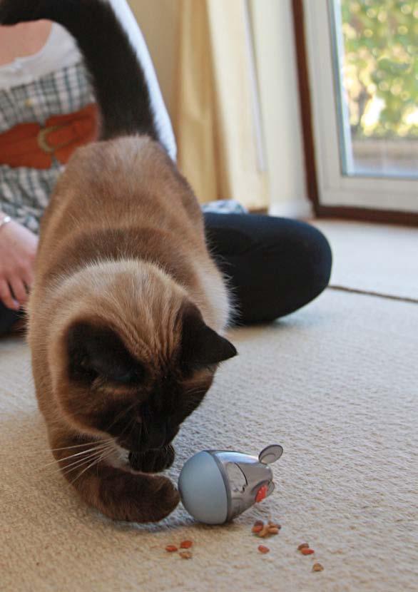 In addition to providing a range of toys you should also play interactive games with your cat.
