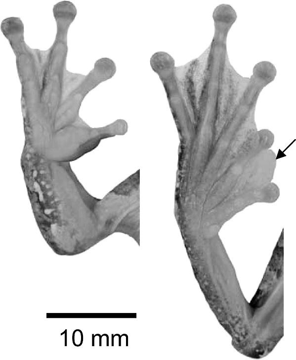 290 Copeia 2009, No. 2 Fig. 2. Ventral aspect of hand and foot of Charadrahyla tecuani, male holotype (MZFC 22090). Black arrow indicates hypertrophied webbing between first and second toes.