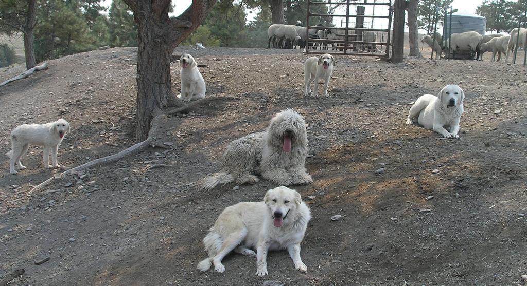 z The Sheep Bleat Q: How effective are guard dogs and how many do you need?