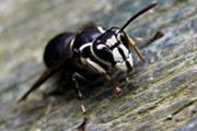 In addition, they are highly provoked by certain smells such as fresh cut grass and bananas. Bald Faced Hornet These hornets usually inhabit woodland edges but are active throughout the Ozarks.