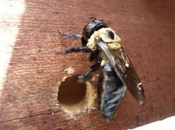 Like many types of bees, the bumble bee species is declining. Carpenter Bee Male carpenter bees are solid black, they also cannot sting. The females are tan in color and sting quite well.