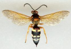 Cicada killers do not feed on plants. The larvae feed primarily on paralyzed cicadas. The adult wasps feed on flower nectar.