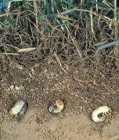 Grubs are sensitive to soil moisture, and will move up or 