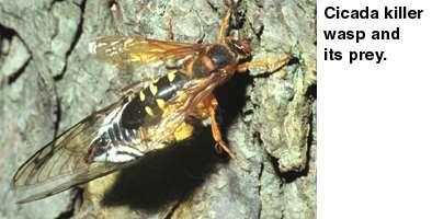Slide 27 Cicada Killer Wasp Nest tunnels are about 12 to 18 inches long, with as many as 16 wasp larvae in each tunnel.