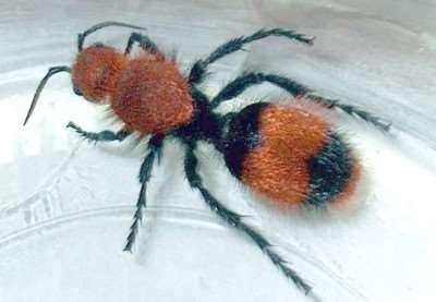 Slide 38 Velvet Ant Velvet ant. Also known as cow killer wasp because of painful sting. Solitary wasp; females are wingless, mostly red with some black, about 1 inch long, and covered with hair.