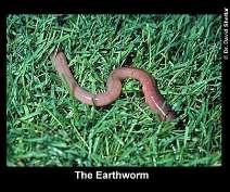 Slide 41 Earthworms Earthworms are generally considered beneficial.