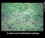 Slide 42 Earthworms as Problems?