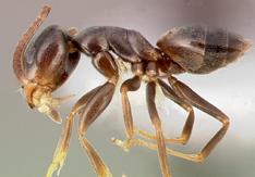 Odorous House Ant Tapinoma sessile dark brown to black 1/8 inch long workers of one size one node (bump between middle and rear body sections); node difficult to see emit an odor similar to