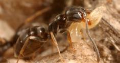 org) Ants contaminate foods such as sweets, meats, dairy products and vegetables Adult odorous house ants (Susan Ellis, Bugwood.org) Locate and destroy all nests to avoid reinfestation.