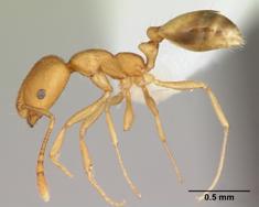 Pharaoh Ant Monomorium pharaonis 1/16 1/12 inch long two nodes (bumps between middle and rear body sections) workers of one size 12-segmented antennae with 3-segmented club golden yellow to red with
