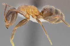 Velvety Tree Ants Liometopum spp.