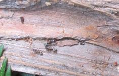 similar to carpenter ant Ants dead wood in trees, stumps and logs build temporary nests indoors for foraging nest in wall voids/insulation and areas with high moisture such
