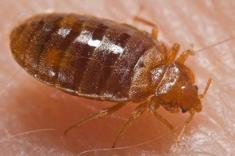 Biting Insects Bed Bug Cimex lectularius clear (unfed young) to straw colored to reddish brown oval-shaped, flat bodies NEVER with wings; six legs similar in appearance to bat and swallow bugs rest