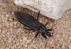 Masked Hunter Reduvius personatus 9/10 inch long dark brown to black slender body immatures camouflage by covering themselves in dirt and