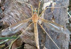 Crane Flies Tipulidae resemble very large mosquitoes thin, elongate body and extremely long legs do not have biting