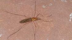 other organic matter Crane fly (Jessica Louque Smithers, Viscient, Bugwood.