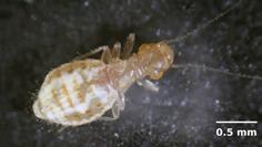 Booklice/Psocids Psocoptera minute: indoors 1/25 1/13 inch long booklice found outdoors may be larger, up to 1/4 inch very common in pest monitors; look like small