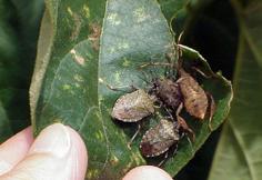 Avoid planting host plants around buildings if possible. Adult brown marmorated stink bug; note bands on antennae and pattern surrounding wing (David R. Lance, USDA APHIS PPQ, Bugwood.
