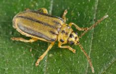 Elm Leaf Beetle Xanthogaleruca luteola Nuisance Pests/Occasional Invaders larvae: yellowish with the appearance of black stripes in later stages adults: 3/16 1/4 inch long yellow with black