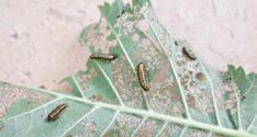 org) Elm leaf beetle larvae (Pest and Diseases Image Library, Bugwood.org) Nuisance Pests/Occasional Invaders Use a vacuum to remove beetles indoors.