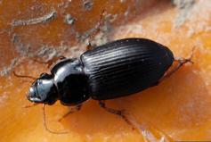 Ground Beetles Carabidae 1/16 1 3/8 inch long most are black or dark red, although some are blue, brown, or green typically have a
