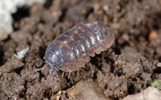 Isopods Isopoda also known as sowbugs or pillbugs 1/4 5/8 inch long dark to slate gray oval, segmented, armored bodies can roll up into a
