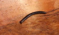 Millipedes/Centipedes Diplopoda; Chilopoda Nuisance Pests/Occasional Invaders millipedes: 1/16 inch 2 inches long (commonly); rounded dark brown to gray, sometimes clear two pairs of
