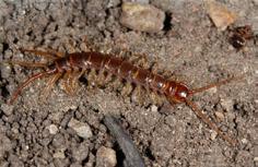 in soil or organic material need high moisture centipedes: areas of high moisture, especially in basements, wash rooms, etc. under bark, organic material, rocks, etc.