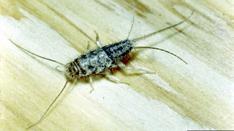 back end very common in pest monitors Adult silverfish (Clemson University, Bugwood.