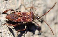 Western Conifer Seed Bug Leptoglossus occidentalis Nuisance Pests/Occasional Invaders 5/8 3/4 inch long overall brownish color; yellow-orange upper abdomen with five black patches visible during
