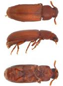 Grain Beetles Oryzaephilus spp.; Tribolium spp.