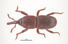 Granary Weevil Sitophilus granarius Stored Products Pests 1/8 3/16 inch long; long snout reddish brown elongated oval pits on the thorax tuck in legs and remain motionless when