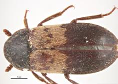 Larder Beetle Dermestes lardarius 3/8 1/2 inch long; elongate oval shape adults: dark brown to black with pale yellow band around the wing covers containing six spots larvae: dark brown; covered in