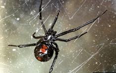 Spiders Black Widow Spider Latrodectus hesperus adult females are shiny black with a red hourglass on the underside of the abdomen (there are beneficial lookalikes without the red hourglass) immature