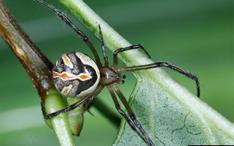 brown with white markings, resembling immature females Adult female black widow spider (Clemson University, Bugwood.