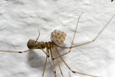 and other seldom-moved objects, but can occur outdoors, too make irregular cobwebs near windows, over pipes, or all over the ceiling and walls, especially in corners female spiders carry eggs in