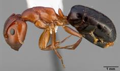 Carpenter Ants Camponotus spp.