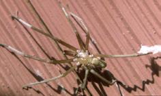 Utah Female southern house spider (Kokako1, Wikimedia Commons) Spiders small insects can become a nuisance in and around buildings Spiders If this spider is found