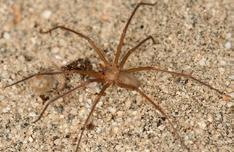 Desert Recluse Spider Loxosceles deserta Washington County only 1/4 1/2 inch long tan to dark brown with darker fiddle-shaped marking behind the eyes six eyes