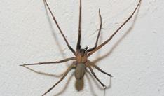 rarely encountered indoors Spiders Call a physician or go to an emergency room immediately after being bitten or when symptoms develop.