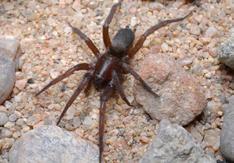 lay eggs active hunters that wander in search of food Adult ground spider (Joseph Berger, Bugwood.