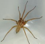 humans very common indoors between August and October spiders should be considered beneficial Domestic house spider (Sanchom, Wikimedia Commons) Spiders Minimize