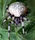 org) Spiders insects and spiders can be a nuisance pest outdoors, especially the webs not known to be a health hazard beneficial Spiders