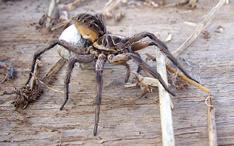 some small black species occur in great numbers in lawns in the spring, causing alarm Classic wolf spider eye pattern (Opoterser, Wikimedia Commons) Spiders insects and spiders can be a