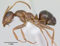 Field Ants Formica spp.