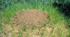indoors (observed indoors most commonly in spring) ants of different sizes depression in thorax differentiates them from carpenter ants Ants nest outdoors in loose soil may produce mounds (sometimes