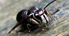 , or in plants/trees; aerial queens start new every spring; colonies grow throughout the summer months Baldfaced hornet (Piccolo Namek, Wikimedia Commons) Stinging Insects insects