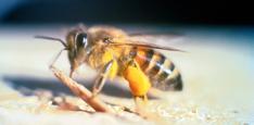 org) pollen, nectar, honey Stinging Insects nests and individual bees pose a health risk to humans, especially allergic individuals swarms can alarm people, but typically aren t dangerous Africanized
