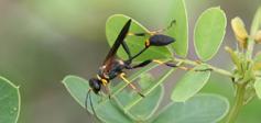 Mason, Potter, & Mud Dauber Wasps Vespidae; Sphecidae 3/8 inch 1+ inches long various colorations: black and yellow; black; black with a bluish tinge often have an elongated segment between the